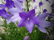 DSCPDC_0003_BURST20190823122928621_COVER