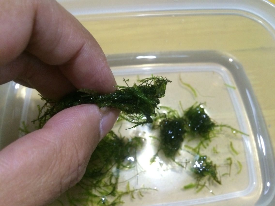 ウィローモスマットの作成 小豆の初心者アクアリウム 日々の奮闘