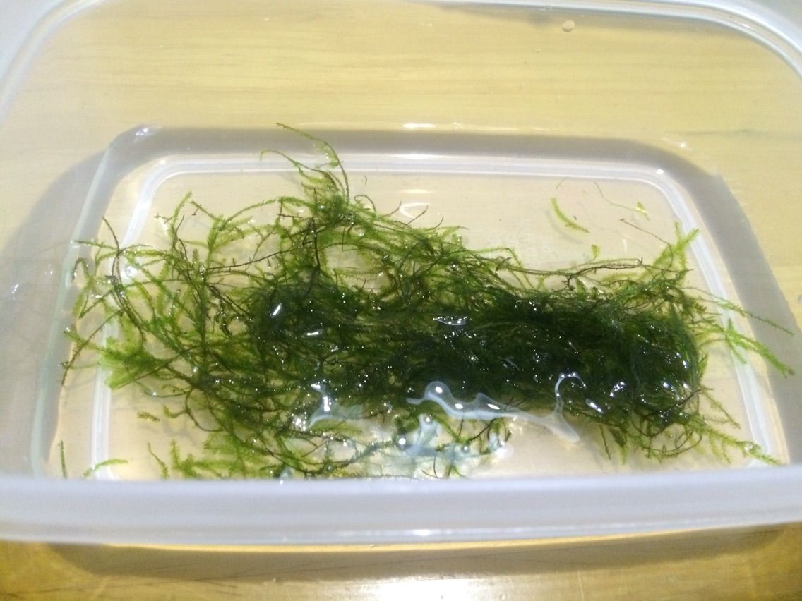 ウィローモスマットの作成 小豆の初心者アクアリウム 日々の奮闘 ウィローモスマットの作成 小豆の初心者アクアリウム 日々の奮闘