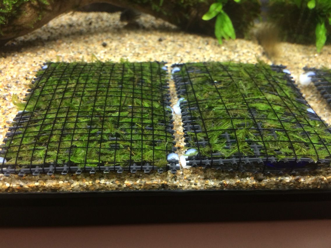 ウィローモスマットの作成 小豆の初心者アクアリウム 日々の奮闘