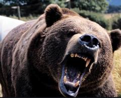 林道に男性遺体 クマに襲われたか 八幡平 岩手