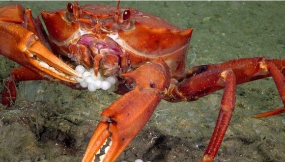 crab and fish eggs 4_e