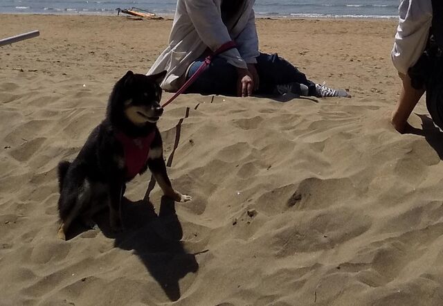 家族でお花見 今度こそ 完 黒柴あずきとめだかと日々ごはん