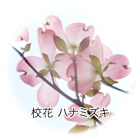 校花 ハナミズキ