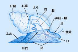 巻貝の体のつくり 留萌ブログ