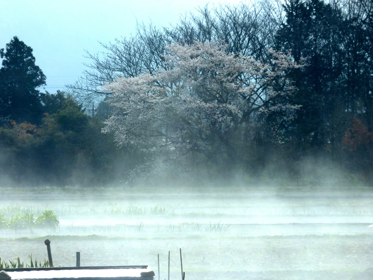 朝靄に桜が幻想的でした 安曇野で音楽にふれる豊かな生活