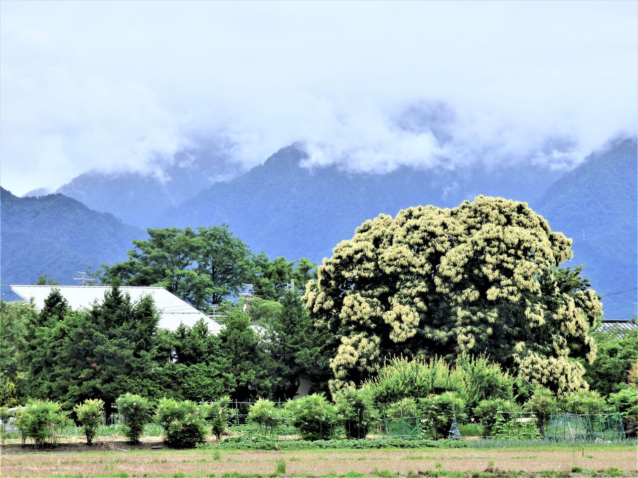 栗の花が臭いが漂っています 安曇野で音楽にふれる豊かな生活