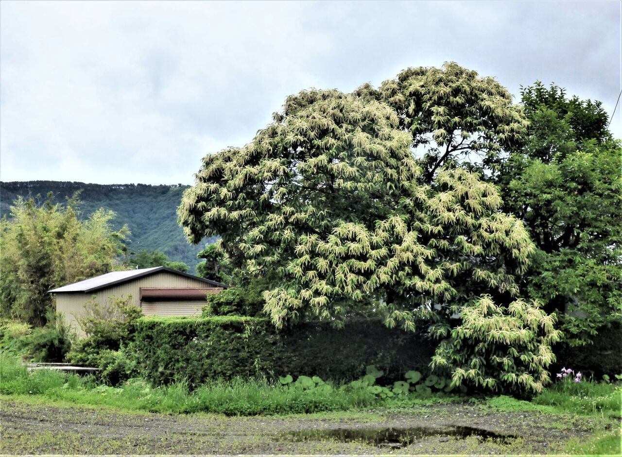 栗の花が臭いが漂っています 安曇野で音楽にふれる豊かな生活