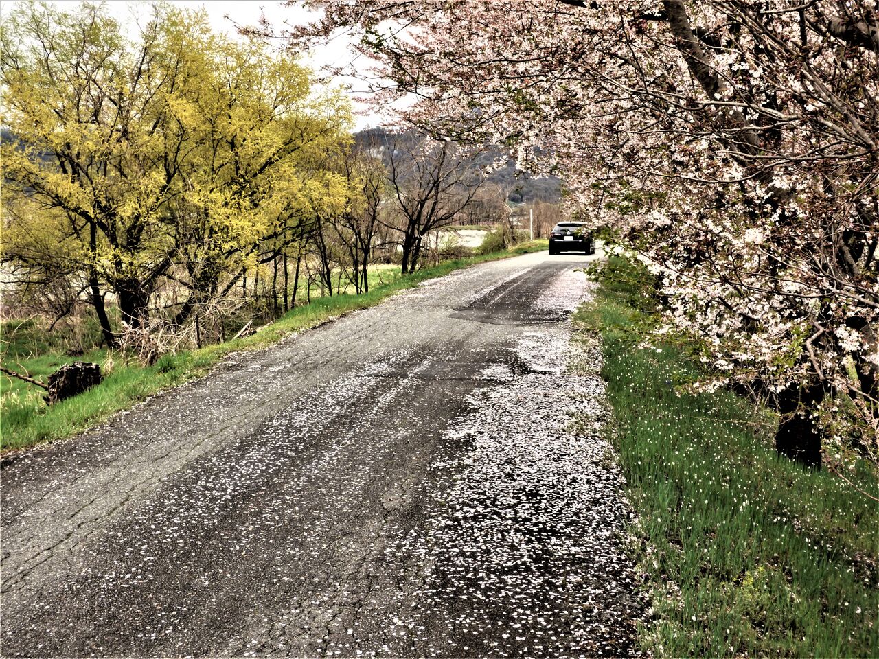 花の命は短くて ほんと 最速でしたね 安曇野で音楽にふれる豊かな生活