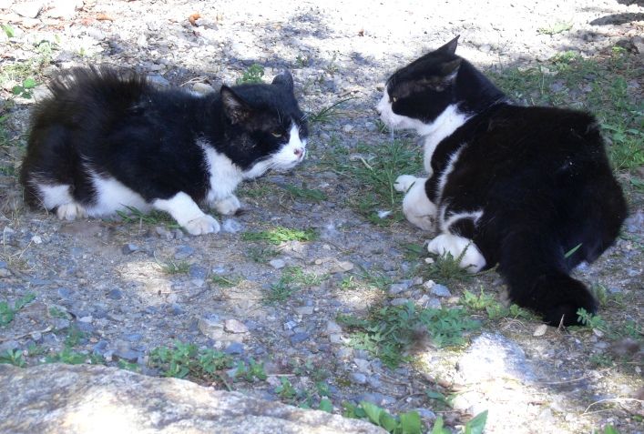 猫の世界でも毛が逆立つほどの猛烈な縄張り争い 安曇野で音楽にふれる豊かな生活 猫の世界でも毛が逆立つほどの猛烈な縄張り争い 安曇野で音楽にふれる豊かな生活