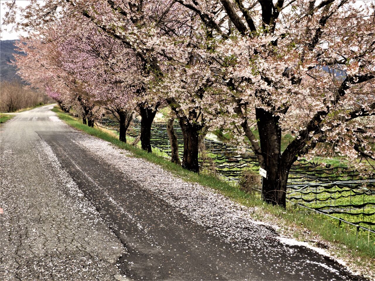 花の命は短くて ほんと 最速でしたね 安曇野で音楽にふれる豊かな生活