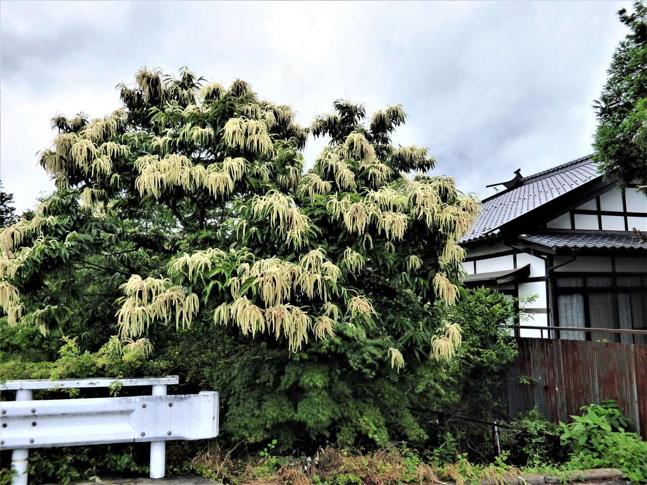 栗の花が臭いが漂っています 安曇野で音楽にふれる豊かな生活