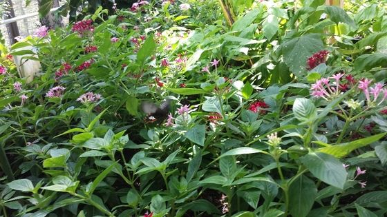 石川県ふれあい昆虫館 アズナフジの辛口トーク