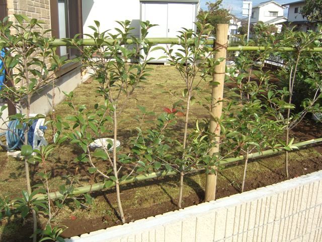 生垣 植付け 柏市 我孫子市の外構 造園屋 あずさランドスケープの現場日誌 生垣 植付け 柏市 我孫子市の外構 造園屋 あずさランドスケープの現場日誌