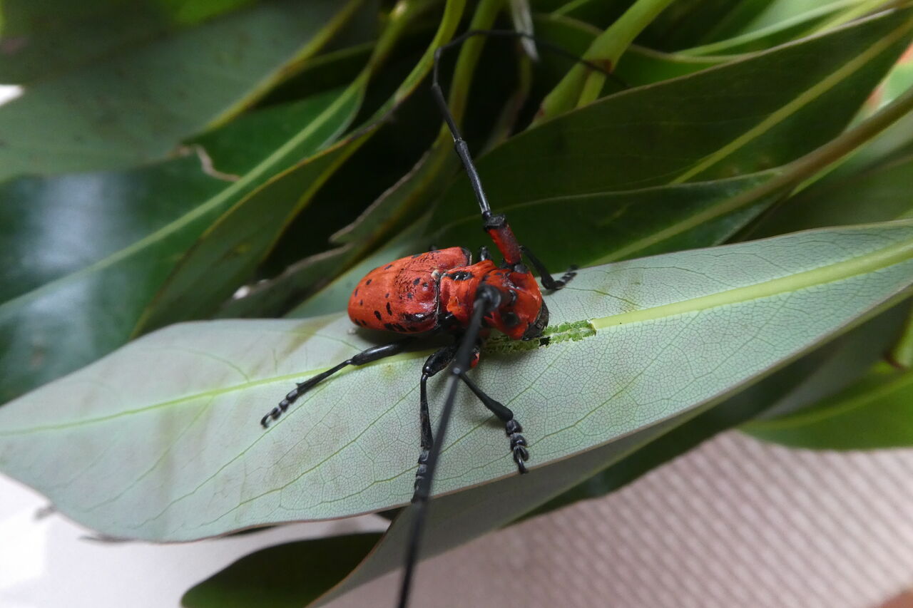 5月蟲たち ハッピー研究日誌