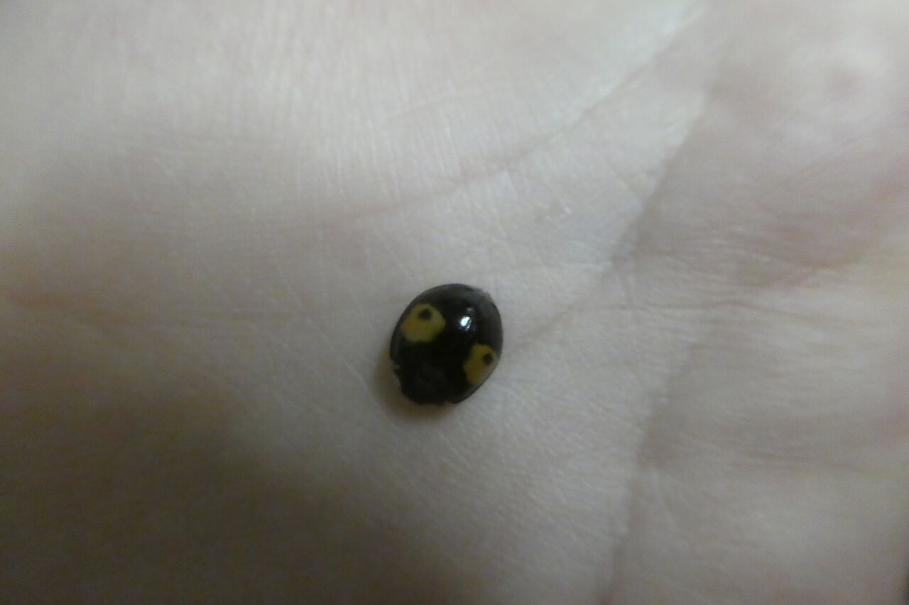 5月蟲たち ハッピー研究日誌