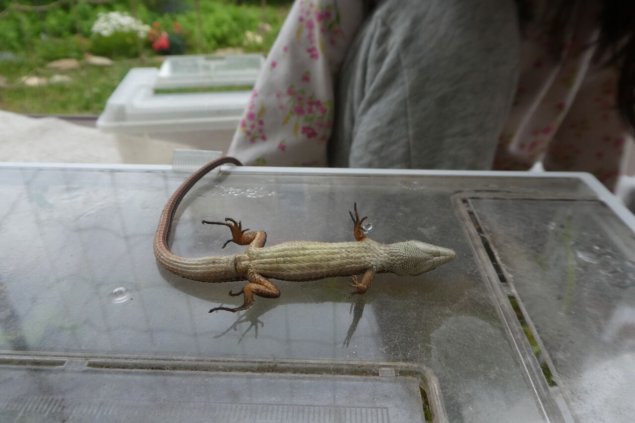 5月蟲たち ハッピー研究日誌