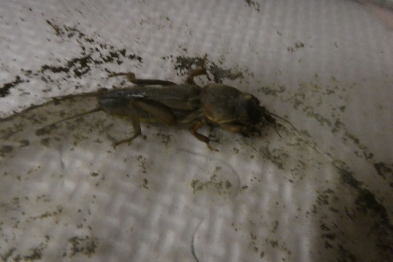 5月蟲たち ハッピー研究日誌