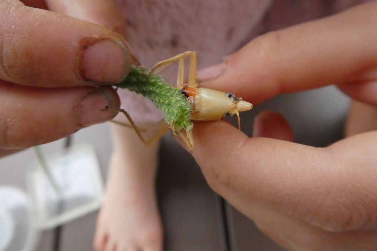 5月蟲たち ハッピー研究日誌
