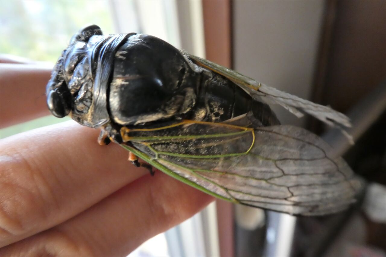 TOMY 虫かごギャラリー セミ ツクツクボウシ ひぐらし 昆虫 フィギュア