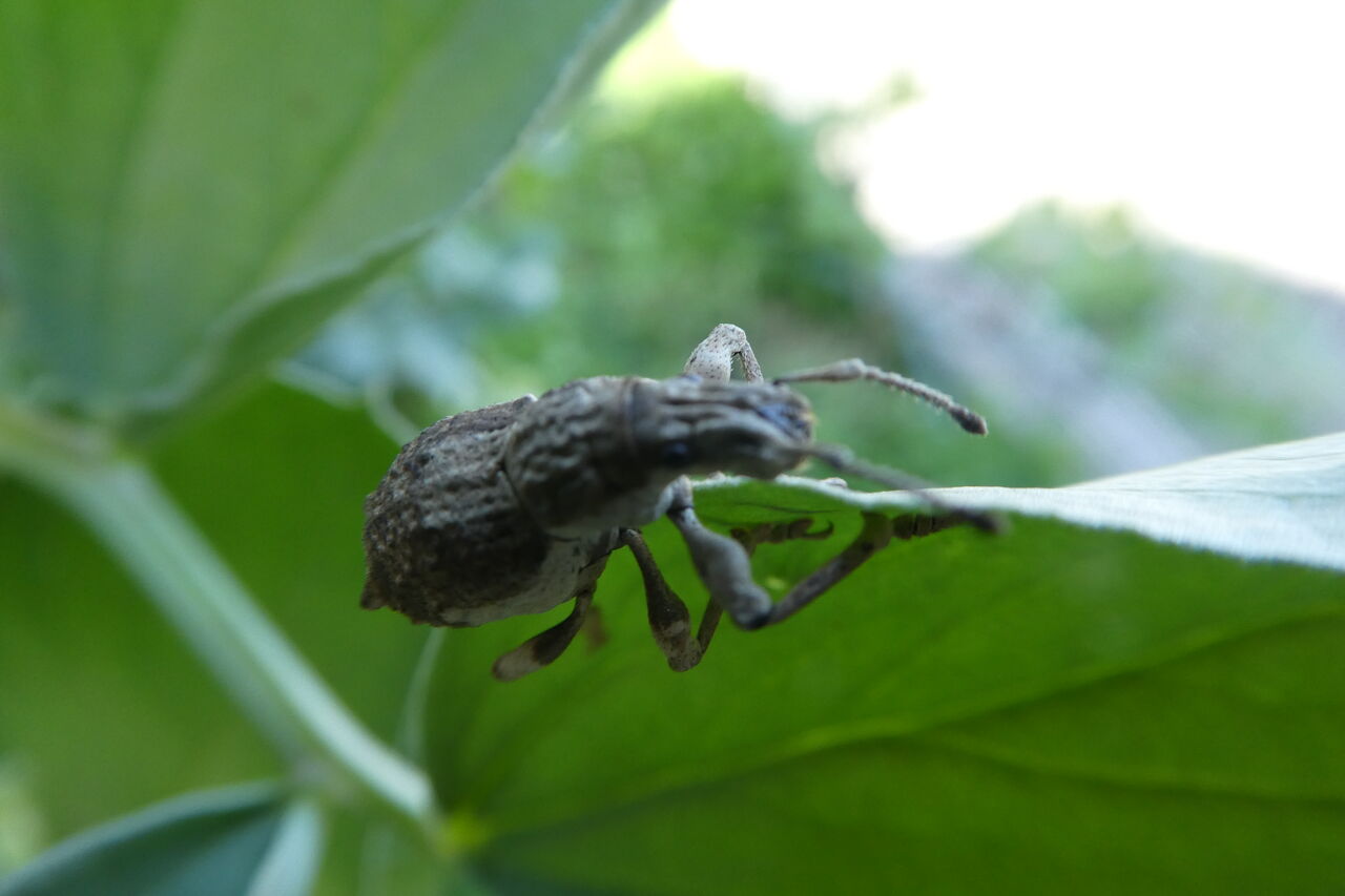 5月蟲たち ハッピー研究日誌