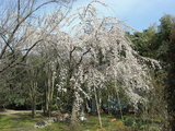 CIMG3392