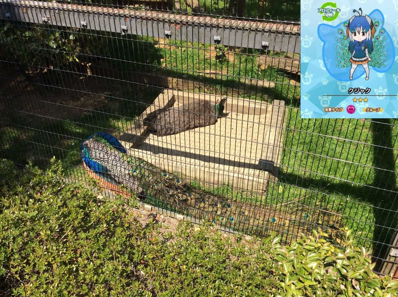 仙台八木山動物園で けものフレンズ 原作動物を見てきた 書棚