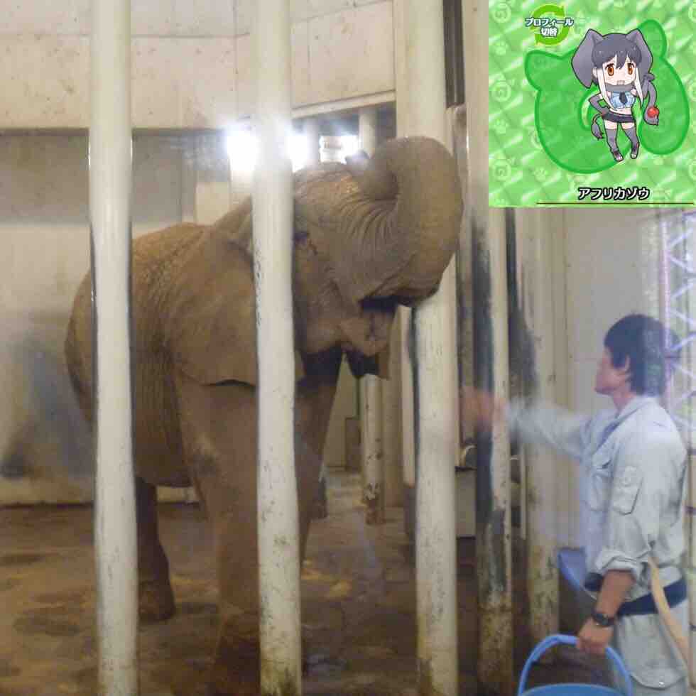 1年ぶりに仙台八木山動物園で けものフレンズ 原作動物を見てきた 書棚 1年ぶりに仙台八木山動物園で けものフレンズ 原作動物を見てきた 書棚