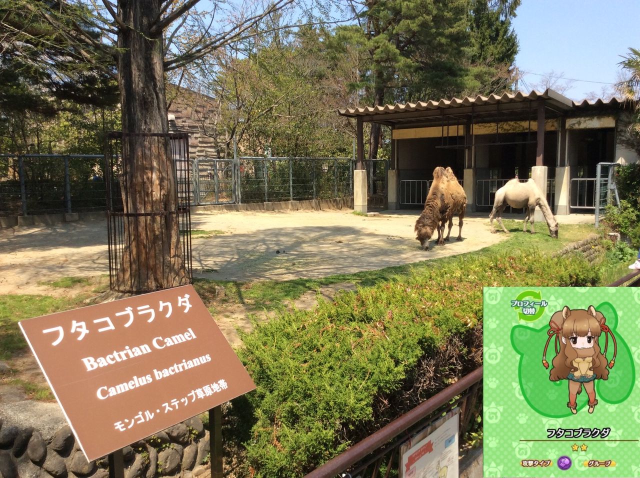 仙台八木山動物園で けものフレンズ 原作動物を見てきた 書棚 仙台八木山動物園で けものフレンズ 原作動物を見てきた 書棚