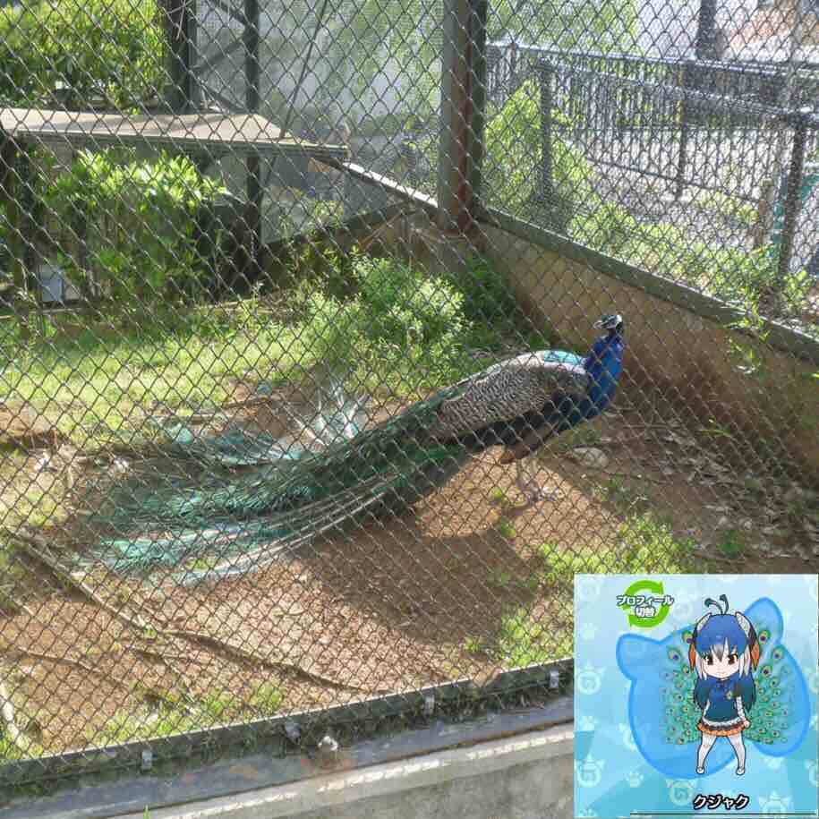 1年ぶりに仙台八木山動物園で けものフレンズ 原作動物を見てきた 書棚