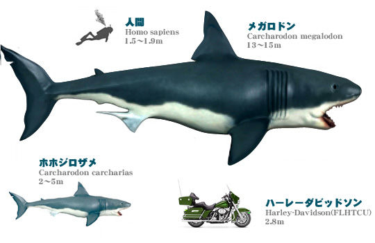 海 深海にまつわる超怖い画像や話 備忘録b2s