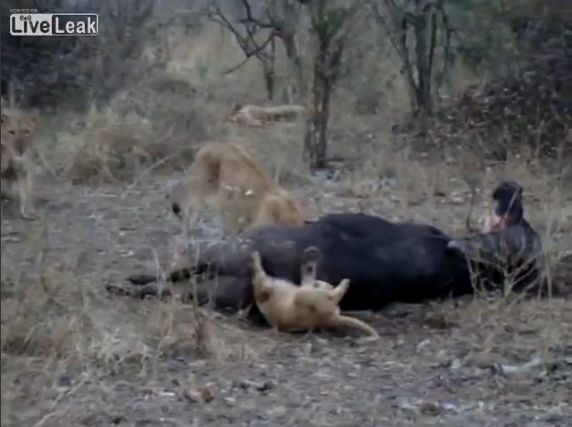 動画 子ライオンがバッファローの肛門に頭を突っ込んで抜けなくなり瀕死の状態に 備忘録b2s