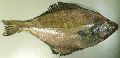 回転寿司のネタは キズモノ 死にマグロや養殖物の底物 浮き物 奇形魚 ばかり 備忘録b2s