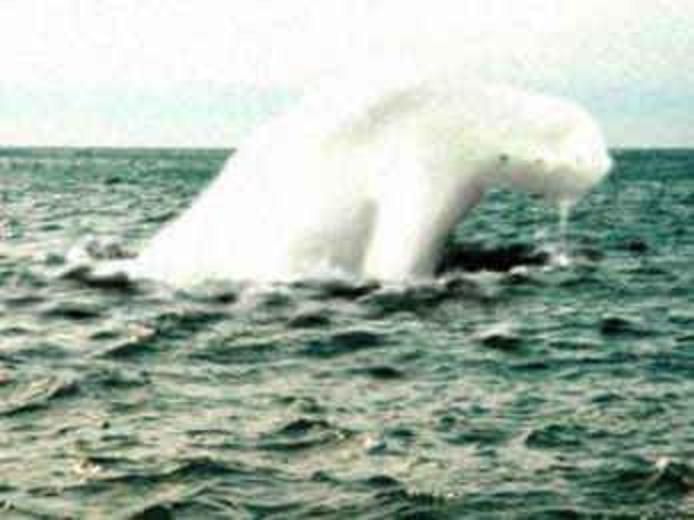 海 深海にまつわる超怖い画像や話 備忘録b2s 海 深海にまつわる超怖い画像や話 備忘録b2s