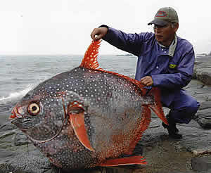 回転寿司のネタは キズモノ 死にマグロや養殖物の底物 浮き物 奇形魚 ばかり 備忘録b2s
