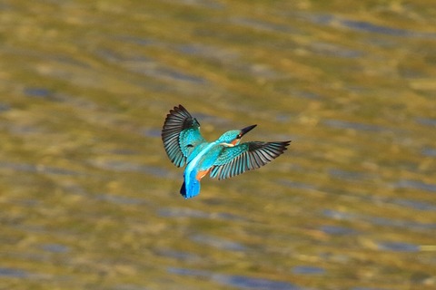 s-IMG_4724