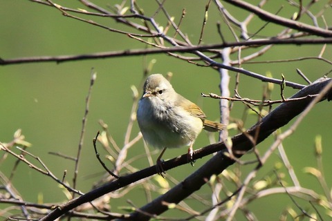 s-IMG_9786