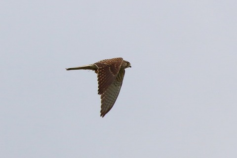s-IMG_6738