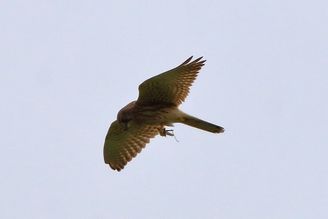 s-IMG_6750