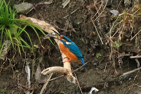 s-IMG_0681