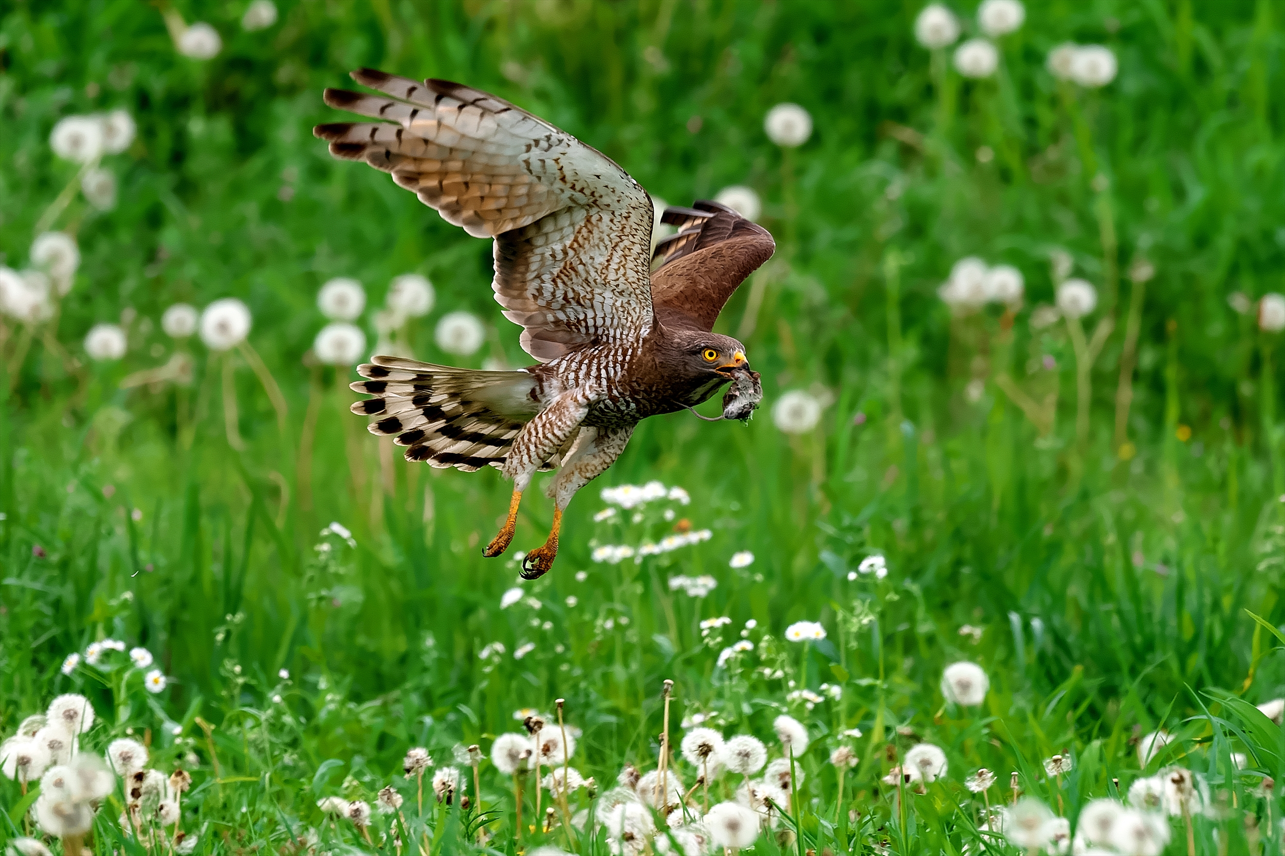 トーさんの野鳥撮記 春夏秋冬 : ネズミもパニック!! “サシバ”の狩り