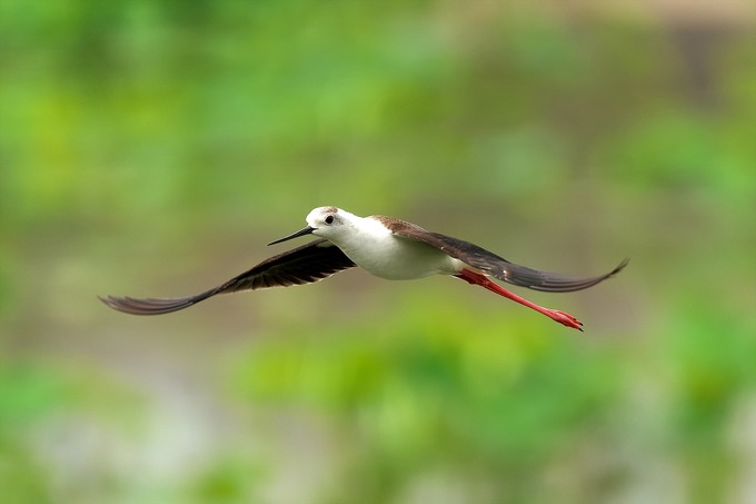 鳥の剥製 飛翔姿勢（スタッフBLOG｜神戸市立王子動物園）