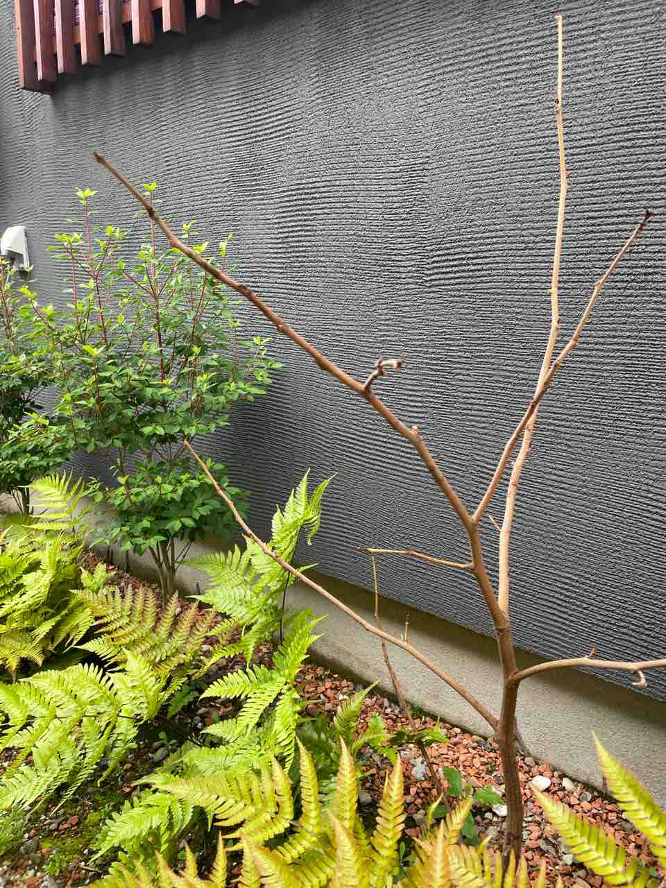 外植えのエバーフレッシュ わたしがお婆さんになっても 外植えのエバーフレッシュ わたしがお婆さんになっても