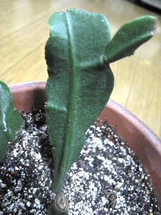 月下美人の挿し木いただきました しあわせな毎日