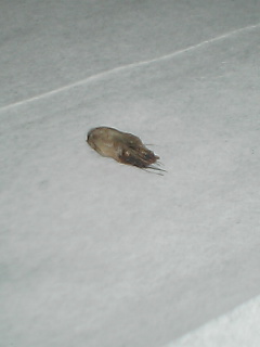 へそのゴマ 寄ってってつかあさい