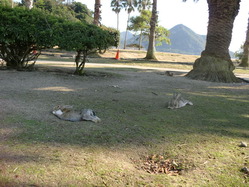 大久野島004