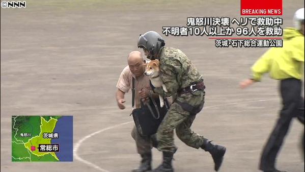 救出された犬たちその後と自衛隊の姿 さわスマ速報 救出された犬たちその後と自衛隊の姿 さわスマ速報