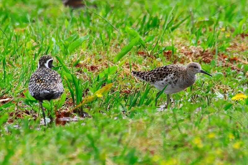 紀伊田辺鳥博士から シギの仲間と揚げ雲雀 ふーちゃんのひとり言 紀伊田辺鳥博士から シギの仲間と揚げ雲雀 ふーちゃんのひとり言