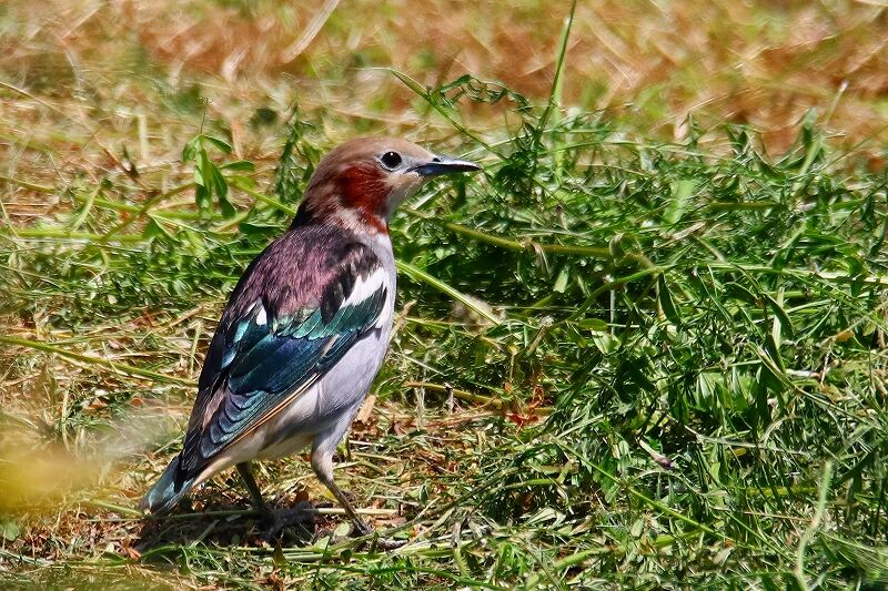 紀伊田辺鳥博士から シギの仲間と揚げ雲雀 ふーちゃんのひとり言 紀伊田辺鳥博士から シギの仲間と揚げ雲雀 ふーちゃんのひとり言