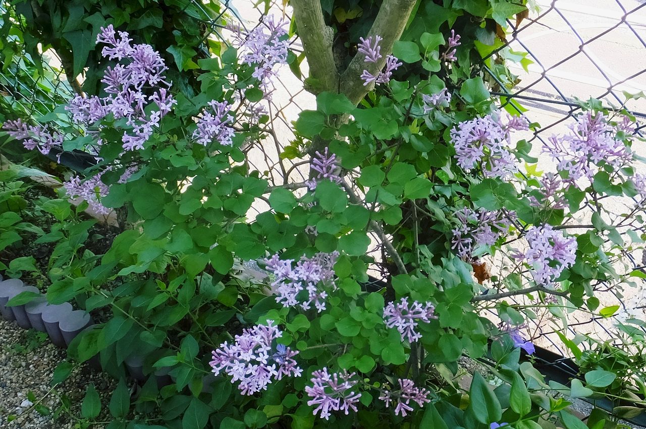 香りも楽しんでいます 矮鶏丁香花 ふーちゃんのひとり言
